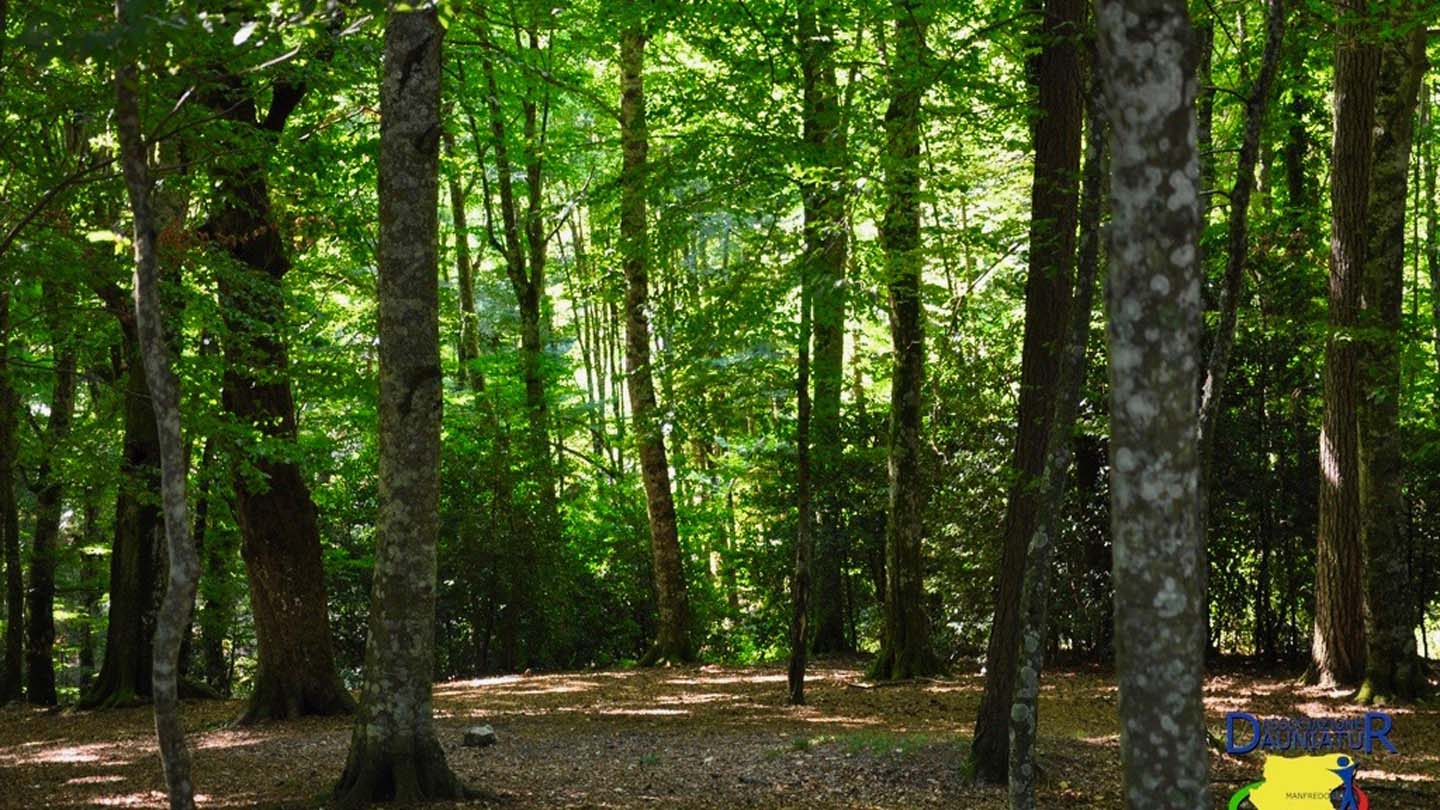 La leggenda di Gargara, la ninfa della Foresta Umbra trasformata in acero -  Foggia Reporter